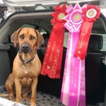 11182234_10153134061866281_2941623007570199463_n