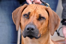 aflands-bushira-shalita-12-mndr