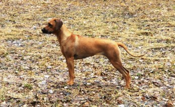 aflands-bushira-shalita-pause-etter-lek