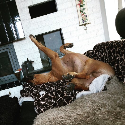 wp-1456844856672 image