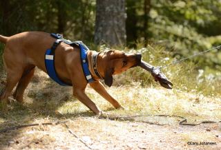 13147286_1027744653978493_124256476667342584_o