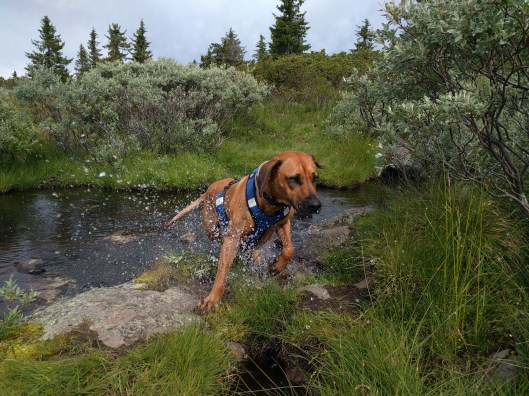 IMG_5_BURST20160719104513