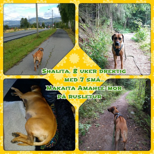 20160820_113616-kdcollage