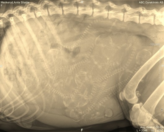 Menkerud,Anita Shalita_CR_20160819_155309_1