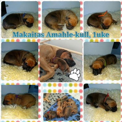 20160901_153847-kdcollage