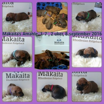 20160908_170523-kdcollage